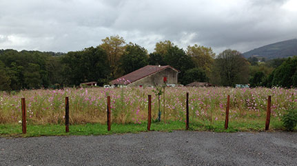 Création d'un jardin d'ombre et d'un verger au Pays Basque