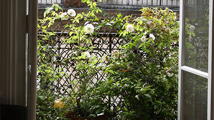 Un balcon sauvage en plein Paris